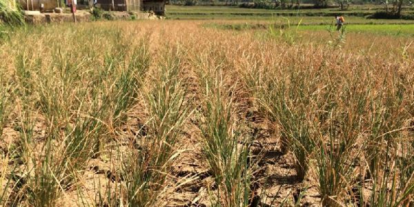 kekeringan pada lahan pertanian kekeringan pada lahan pertanian